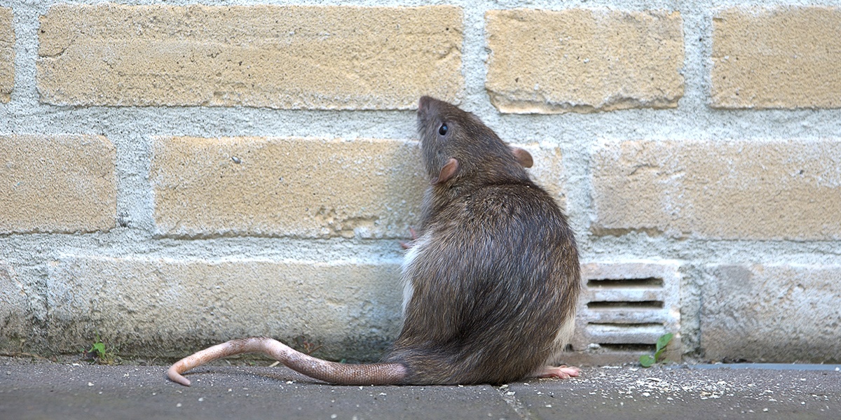 Rat ouside a building Rat ouside a building